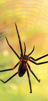Spider on a web with yellow background