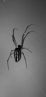 Close-up of a spider on its web in a monochrome tone.