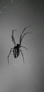 Black and white spider on an intricately woven web.