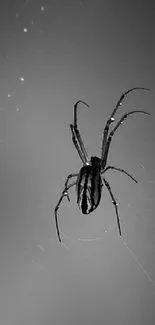 Black and white silhouette of a spider on a web.