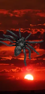 Black spider on a dramatic red sunset sky wallpaper.