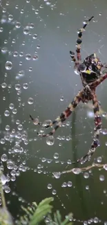 Spider on web with dew drops glistening in the light.