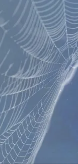 Blue wallpaper with intricate spider web design.