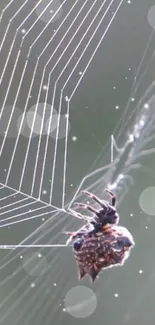 Close-up of a spider on a delicate web, featuring a gray background.