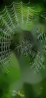 Green forest with intricate spider web design.