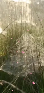 Spider web glistening in the morning sun with pink petals in a green field.