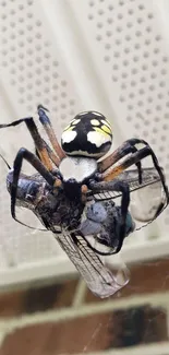 Close-up of a spider with captured prey in a detailed web.