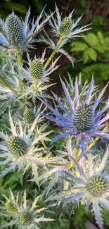 Spiky blue thistle flowers with vibrant green leaves in sunlight.