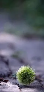 Spiky green chestnut shell on a soft, earthy surface.