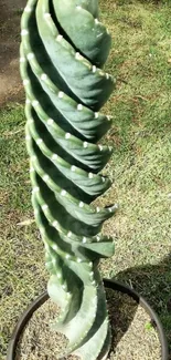 Spiral cactus in a green garden setting.