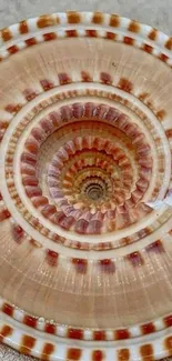 Close-up of a spiral shell on sandy beach background.