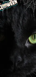 Black cat with glowing green eyes and Halloween theme.