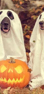 Three dogs in ghost costumes with pumpkin in a fall setting.