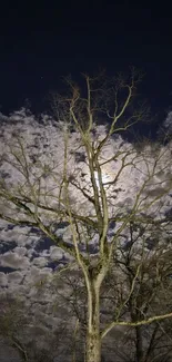 Moonlit tree with clouds in night sky.