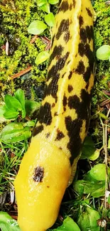 Spotted banana slug on lush green ground, showcasing nature's beauty.