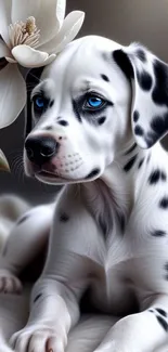 Dalmatian puppy with blue eyes and magnolia flower.