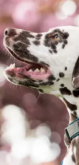 Dalmatian dog under pink blossoms with spotted coat.