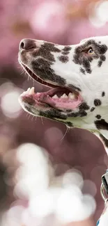 Dalmatian dog with cherry blossoms in the background.