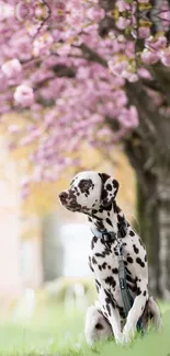 Dalmatian sitting under cherry blossoms in peaceful spring setting.