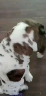 Spotted dog sitting on a wooden floor.