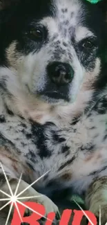 Spotted dog resting in a green outdoor setting.