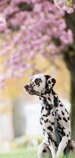 Dalmatian sitting under blooming cherry blossoms in spring.