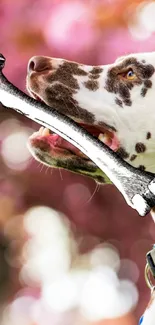 Spotted dog with a large bone, pink blossom background.