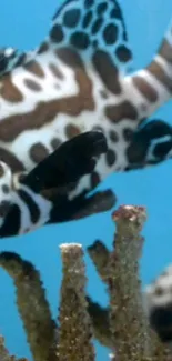 Spotted fish swimming in blue water with coral branches.