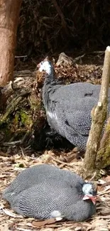 Two resting guinea fowls in a forest setting, showcasing their spotted patterns.