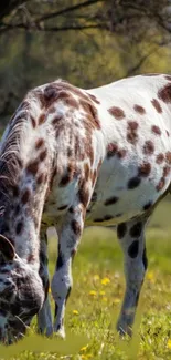 Spotted horse grazing in a vibrant green meadow with yellow flowers.