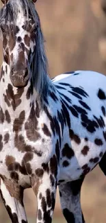 Spotted horse in a natural setting.