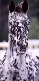 Spotted horse with black and white pattern on mobile wallpaper.