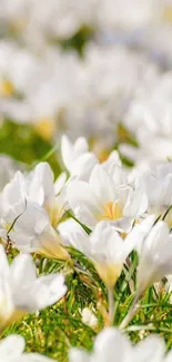 Field of white flowers in full spring bloom dominating the wallpaper.