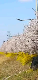 Cherry blossoms under blue sky along a roadside.