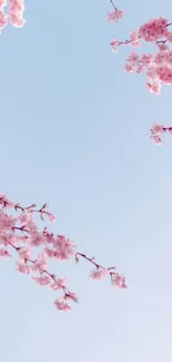 Mobile wallpaper with pink cherry blossoms on blue sky background.