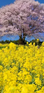 Cherry tree with pink blossoms in a vibrant yellow flower field.