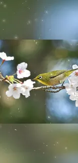 Green bird on cherry blossom branch.