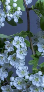 Mobile wallpaper with white spring blossoms and green leaves.