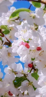 White cherry blossoms against a blue sky.