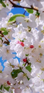 White cherry blossoms against a bright blue sky on a sunny day.