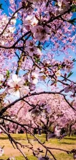 Cherry blossom branches with pink flowers against a clear blue sky.