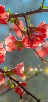 Pink cherry blossoms with a blue sky background.