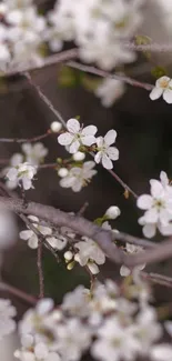 Delicate white blossoms on branches close-up.