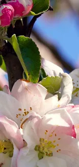 White apple blossoms with pink edges in sunshine.