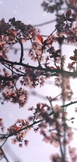 Delicate pink blossoms on branches with a soft light background.