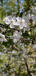 Close-up of white blossoms on tree branches in spring.