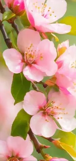 Close-up of pink blossoms with green leaves.