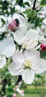 Mobile wallpaper with white apple blossoms and pink buds.