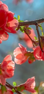 Vibrant pink spring blossoms illuminated by sunlight on a branch background.