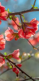 Pink spring blossoms on branches with a blue sky backdrop.